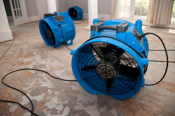 Best Mold removal after water damage  in Park Hills, KY